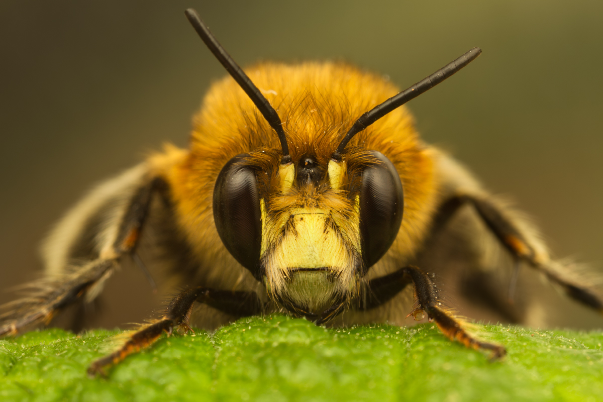 Hairy Footed Flower Bee 5